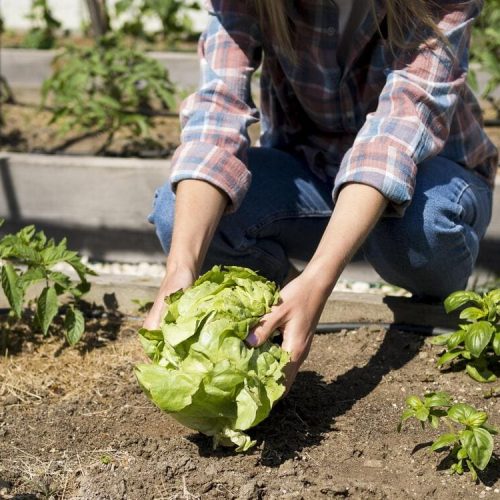 coopazur_professionnel_maraicher