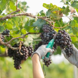 coopazur_professionnel_viticulture