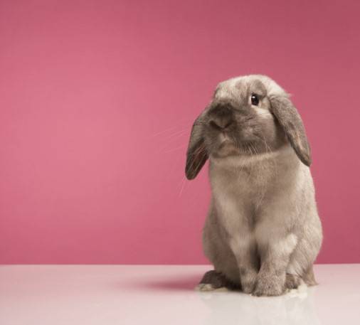 coopazur_animaux-nac-3