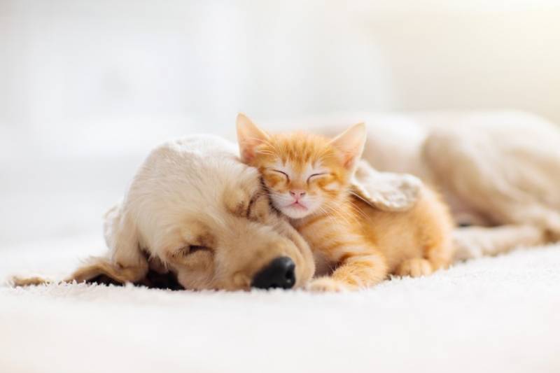 coopazur_animaux