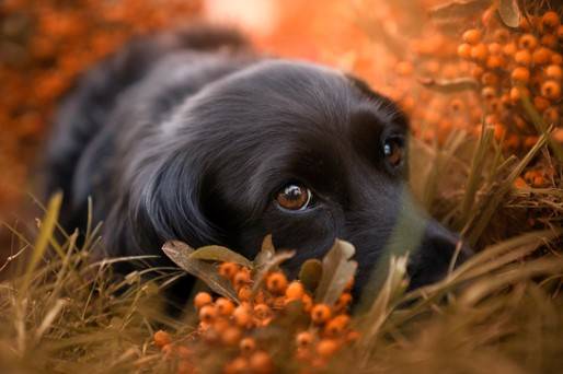 coopazur_chiens-2
