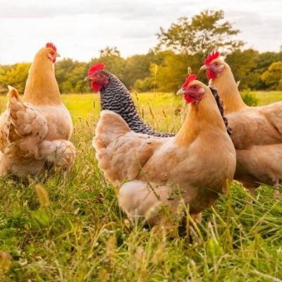 coopazur_animaux-2