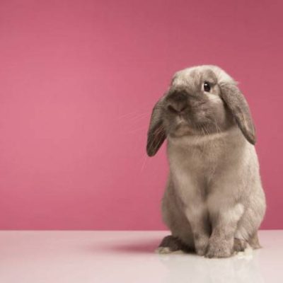coopazur_animaux-nac-3