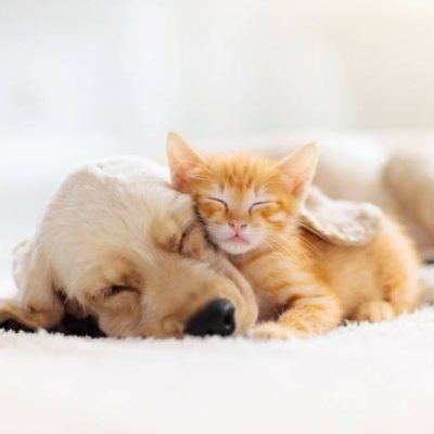 coopazur_animaux