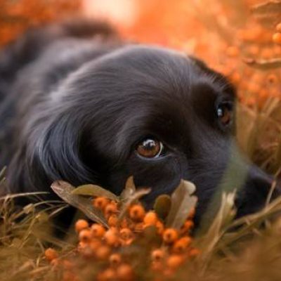 coopazur_chiens-2