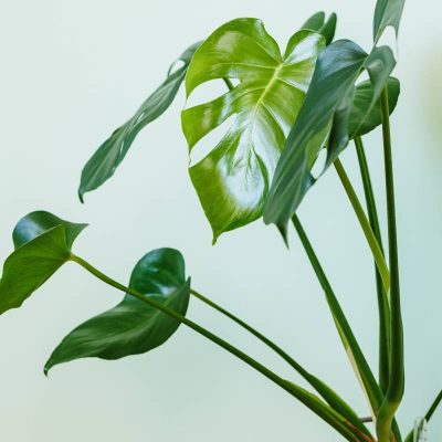 coopazur_maison-2